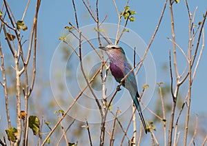 Lilac-breasted Roller Sitting on Twig