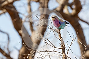 Lilac-breasted Roller with Snack