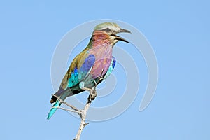 Lilac-breasted roller - South Africa