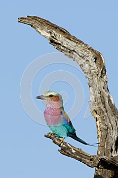 Lilac Breasted Roller, South Africa