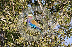 A lilac-breasted roller in South Africa