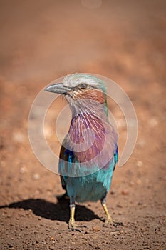 Lilac-breasted roller standing in earth with catchlight photo