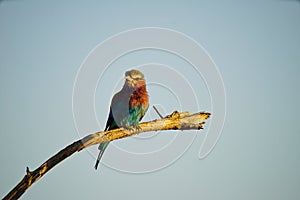 Lilac-breasted Roller is standing on a tree branch. The national bird of Kenya.