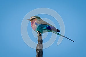 Lilac-breasted roller on stump under blue sky