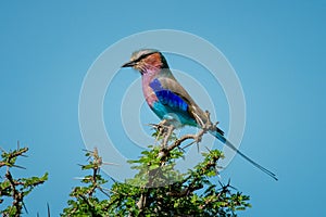 Lilac-breasted roller on sunny thornbush in profile