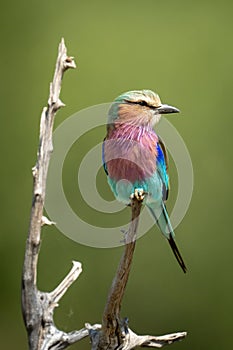 Lilac-breasted roller in sunshine on dead branch photo