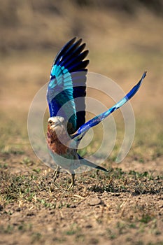 Lilac-breasted roller takes off from grassy plain