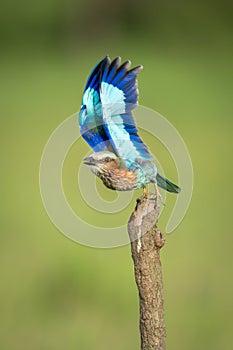 Lilac-breasted roller takes off from vertical stump
