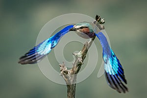 Lilac-breasted roller takes off with wings lowered