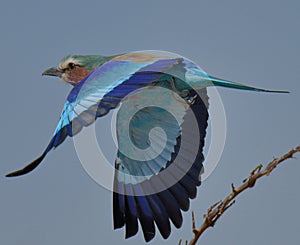 Lilac breasted Roller taking off