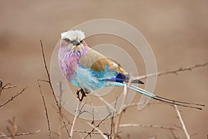 Lilac breasted roller in thorn bush