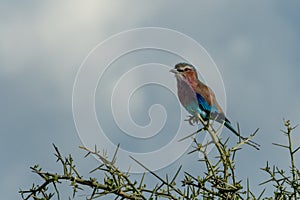 Lilac-breasted roller on thornbush under cloudy sky