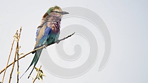 Lilac breasted roller in tree in Chobe National Park