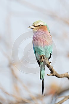 Lilac-breasted Roller on twig