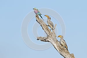Lilac Breasted Roller and two Yellow Billed Hornbills