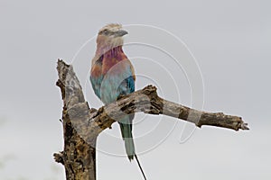 Lilac breasted Roller watching alert from its perch