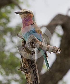 Lilac breasted Roller watching alert from its perch