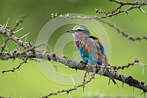 Lilac-breasted roller on whistling thorn in profile photo