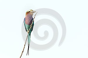 Lilac-breasted roller on white background