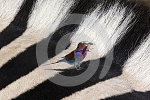 Lilac Breasted Roller and Zebra