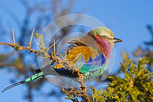 Lilac-breasted Rollers (Coracias caudatus)