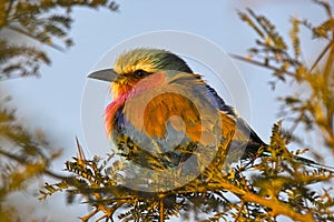 Lilac-breasted Rollers (Coracias caudatus)