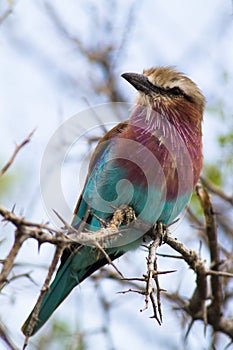 Lilac-breated Roller on a branch