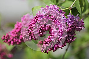 Lilac brench photo