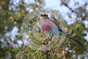 Lilac-Brested Roller