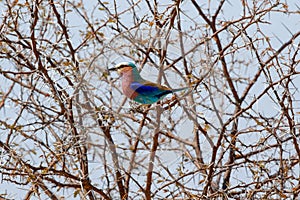 A lilac brested roller in Etosha national park