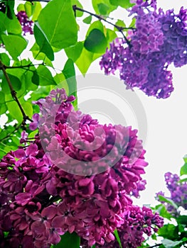 Lilac is bright and fragrant in the city blooms in May in the city of Togliatti