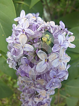 Lilac photo