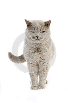 Lilac British Shorthair Domestic Cat, Male standing against White Background