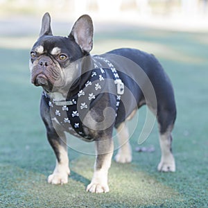 Lilac Brown Frenchie Standing and Looking Away