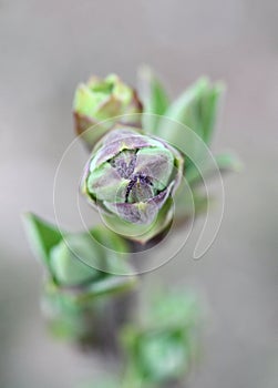 Lilac bud