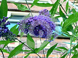 Lilac buddleia, also called summer lilac, butterfly bush or orange eye photo