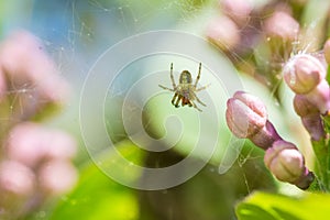 Lilac buds and spider on the cobweb Macro