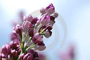 Lilac buds in spring