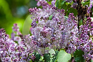 lilac bush