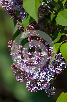 lilac bush