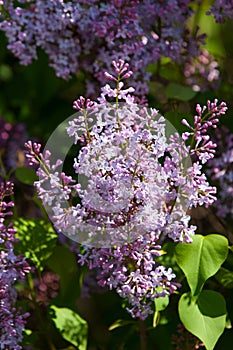 lilac bush