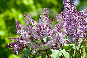 lilac bush