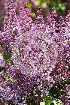 lilac bush