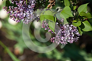 lilac bush