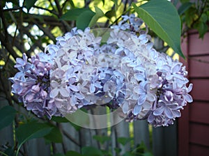 Lilac Bush