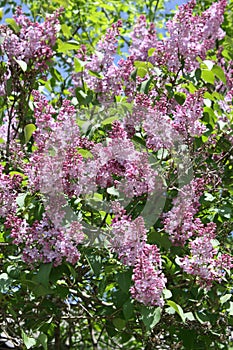 Lilac bush