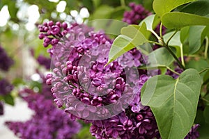 Lilac bush