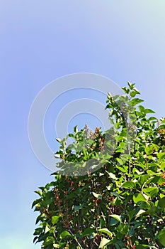 Lilac bush against the blue sky with green leaves in summer