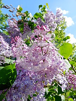 lilac bush against sky background