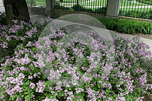 Lilac-bush-blooming_847954.CR2